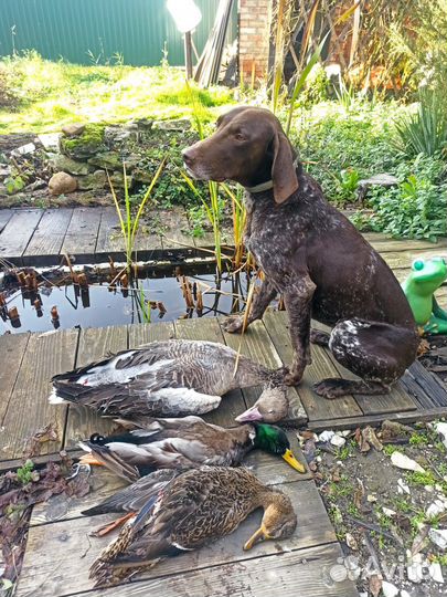 Щенки курцхаара