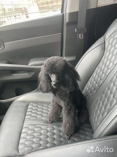 Вязка кобель пудель той