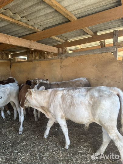 Телята бычки