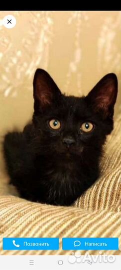 Котёнок 2, 5 месяца в дар