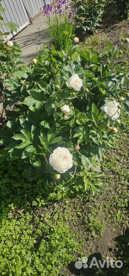 Пионы в букет