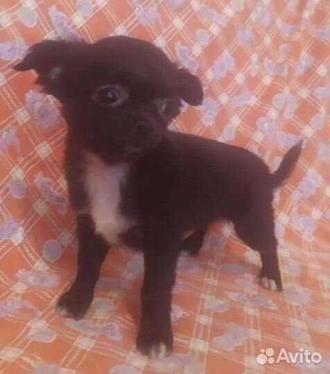 Щенки чихуахуа большой выбор окрасов