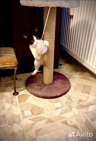 Котенок сибирский