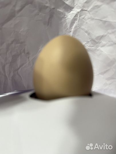 Домашние куриные яйца