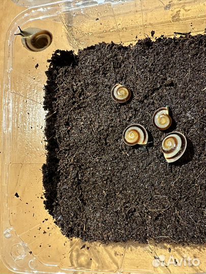 Улитки караколусы