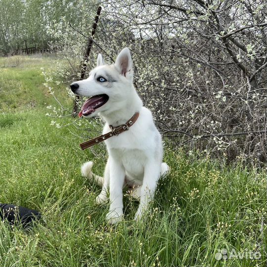 Сибирский хаски девочка
