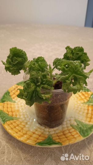 Пеларгония