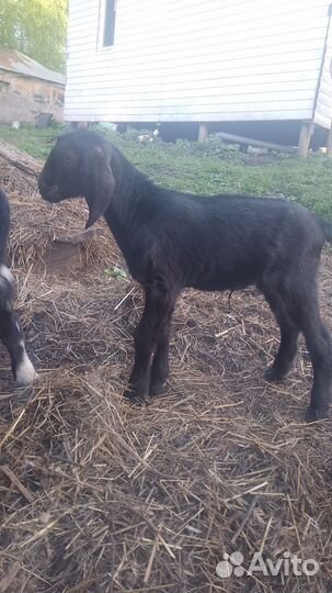 Нубийские козлята