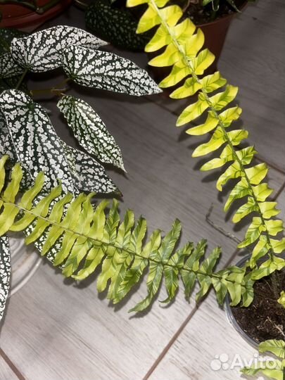 Папоротник нефролепис тигр вариегатный