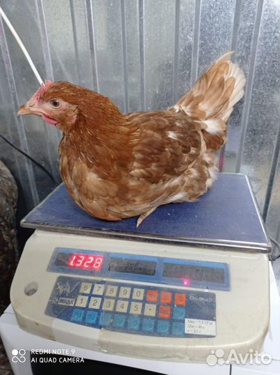 Куры Несушки