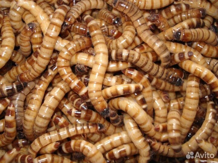 Мучник, Зофобас