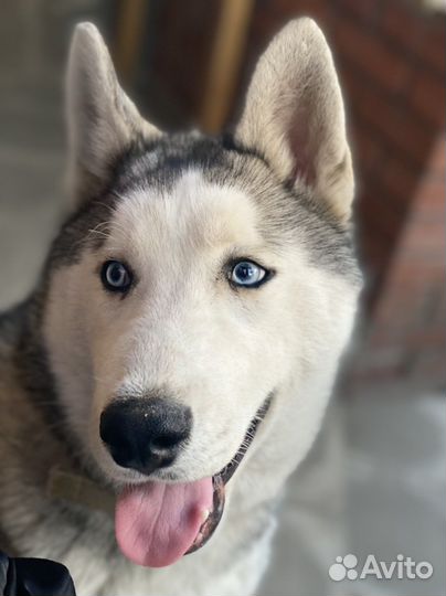 Сибирский хаски