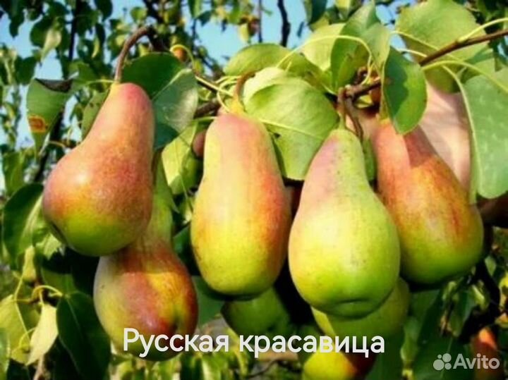 Саженцы Груш