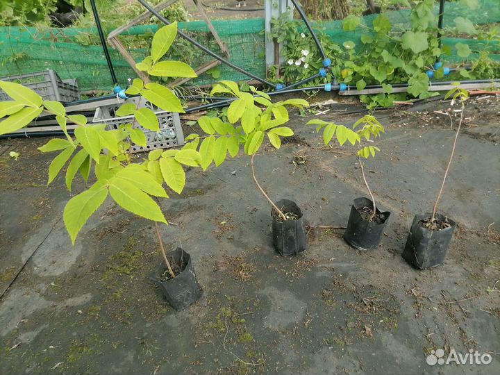 Маньчжурский Орех саженцы