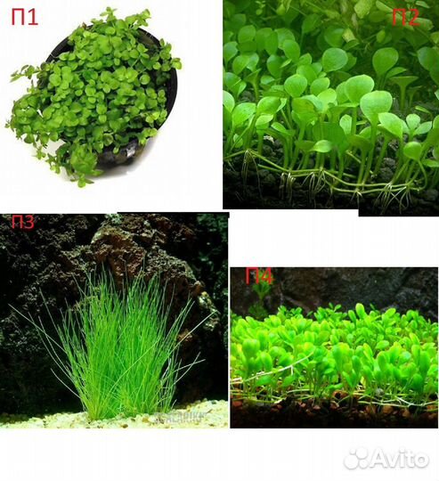 Аквариумные растения (отправка в регионы)