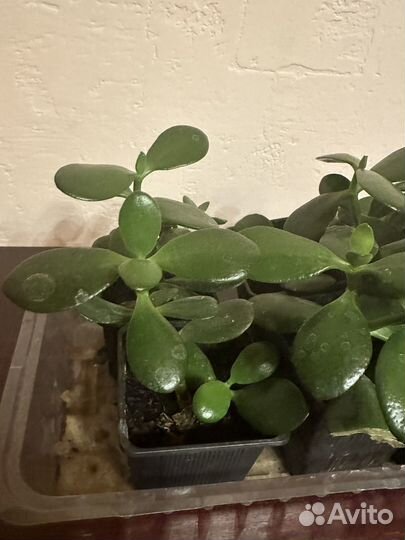 Денежное дерево