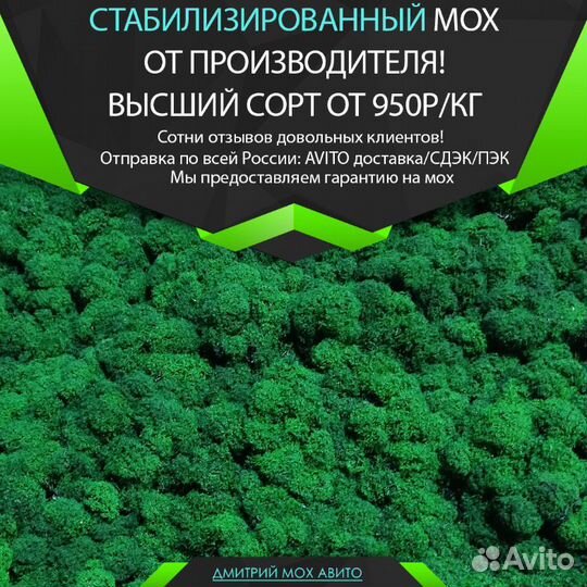 Стабилизированный мох для декора стен панно