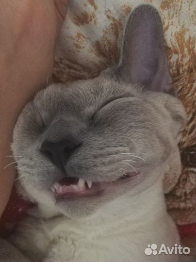 Девон-рекс вязка