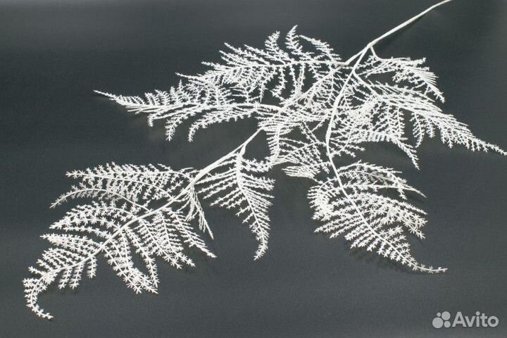 Аспарагус декоративный