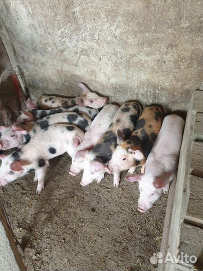Поросят всегда есть в н-л ландрас-крупно-белая.п+д