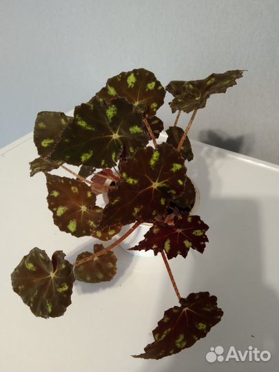 Бегония пятнистая