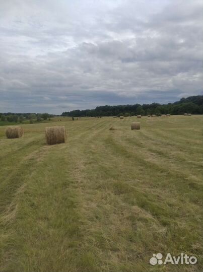 Сено луговое в тюках