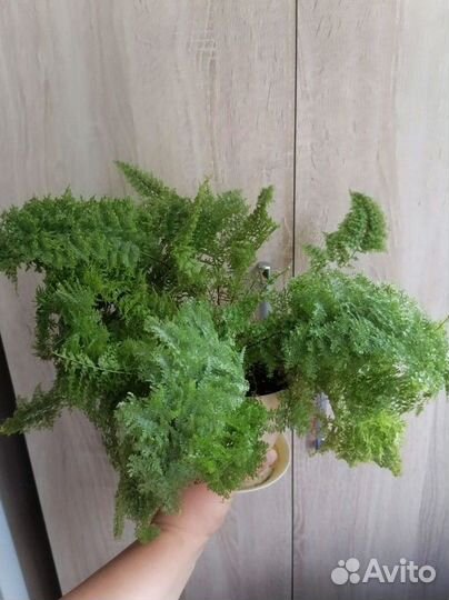 Нефролепис Мариса