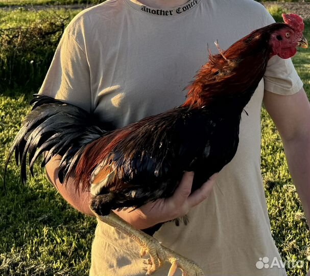 Бойцовый петух