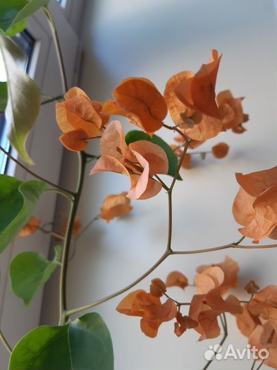 Бугенвиллия