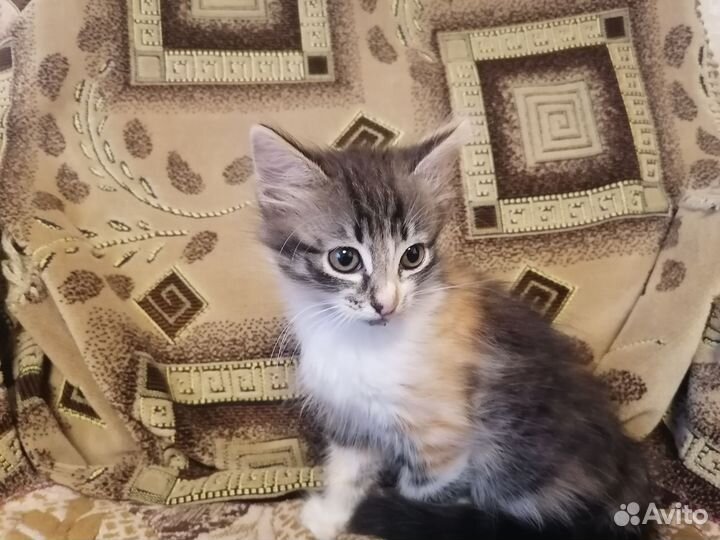 Котятя кошечки в добрые руки