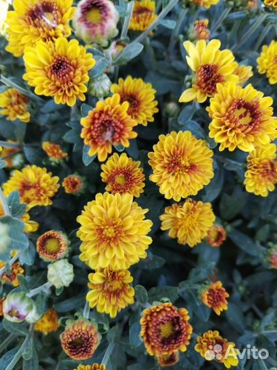 Хризантема мультифлора шаровидная