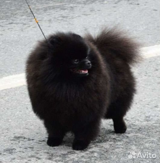 Вязка Померанский шпиц мини черный