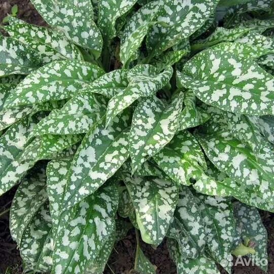 Медуница сахарная