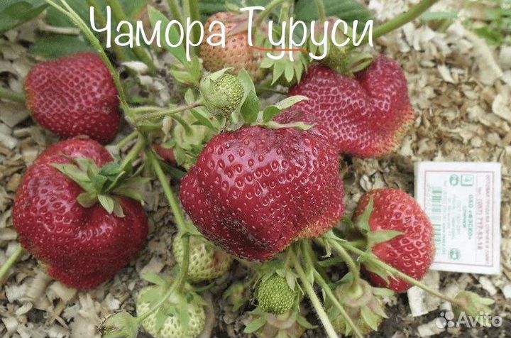 Рассада клубники: Альба, Чамора Туруси, Финская