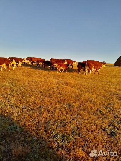 Коровы,телята,быки