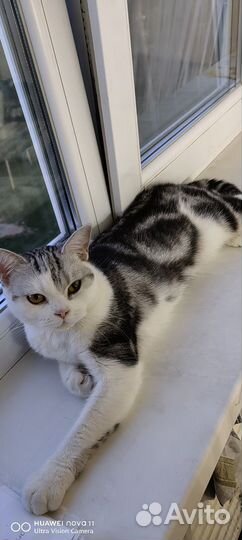 Кошка в дар