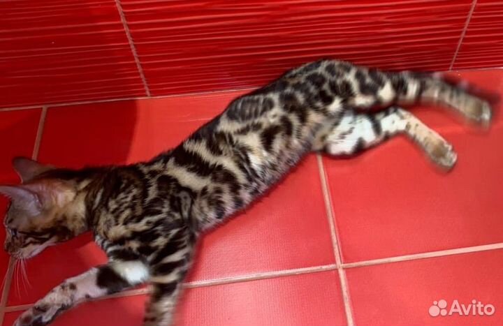 Бенгальский котенок