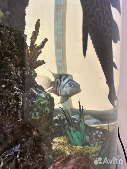 Отдам бесплатно аквариумных рыб