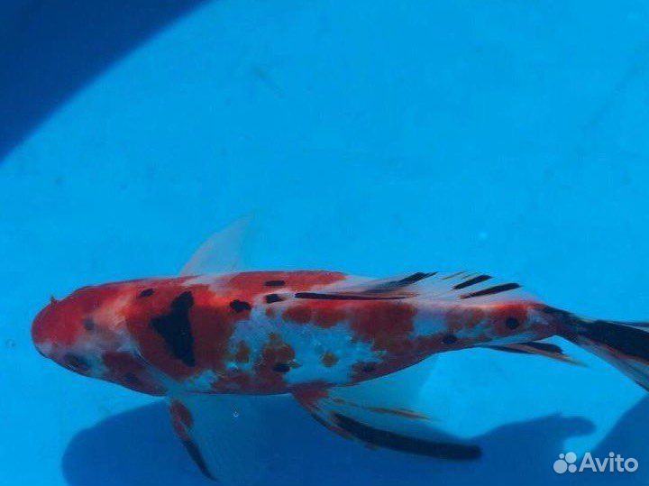 Рыба комета