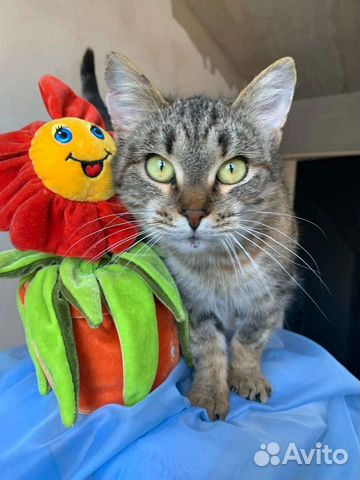 Кошка в добрые руки, кошка ищет дом