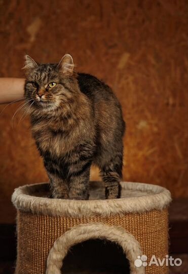 Красавица Пуша - девочка с перчинкой :)