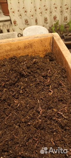 Червь навозный