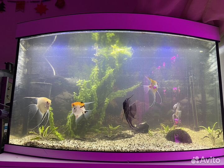 Аквариум 180 л с оборудованием