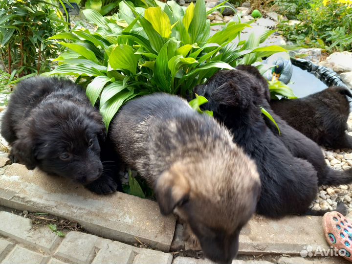 Щенки немецкой овчарки черные