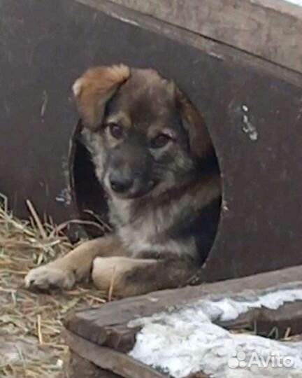 Молоденький кобелёк
