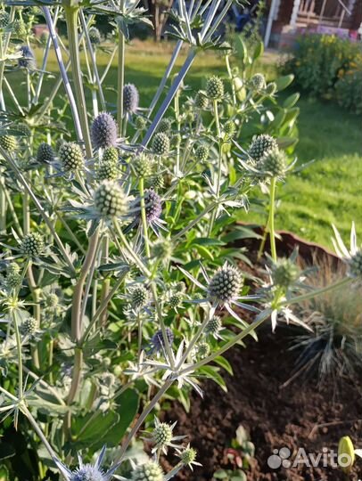 Синеголовник