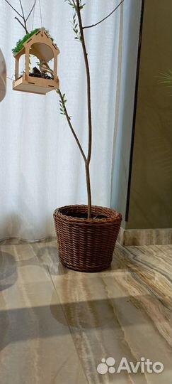 Кашпо из ротанга