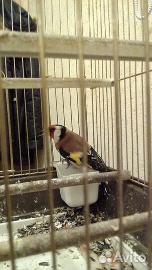 Птица щегол