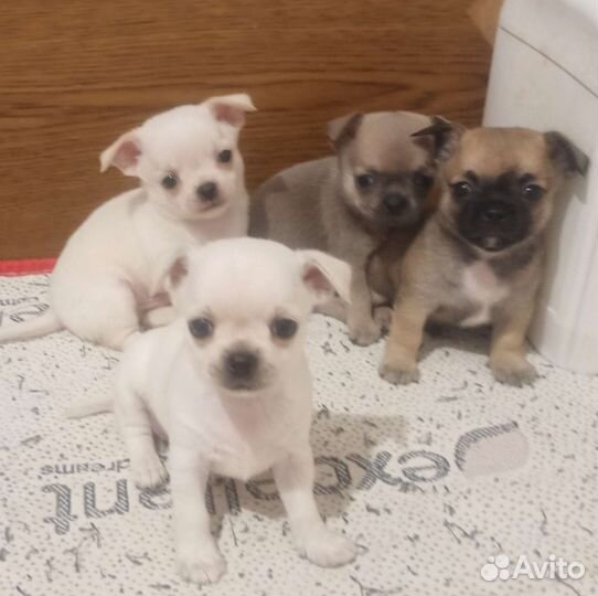 Щенки чихуахуа мини