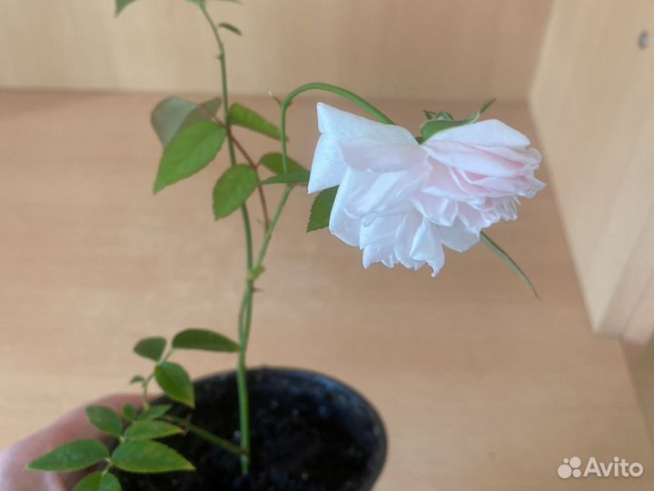 Бенгальская роза